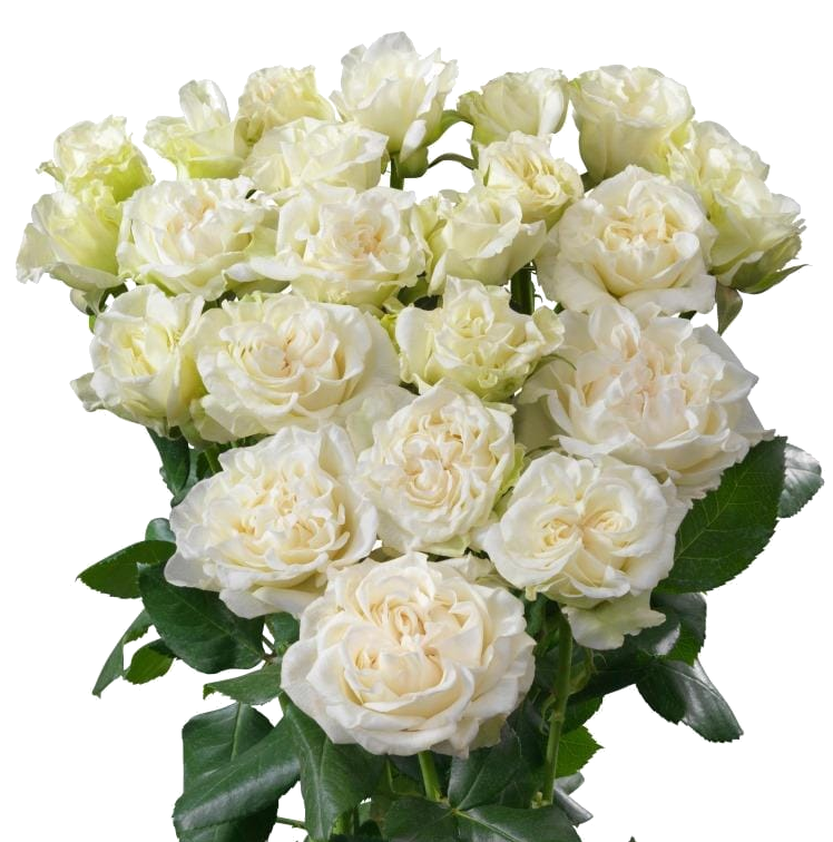 ROSE BR. BRIDAL FLOW 60